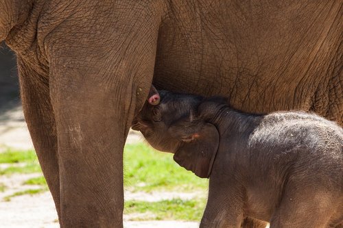 baby elephant  elephant  pachyderm