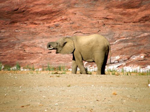 Baby Elephant In Canyon