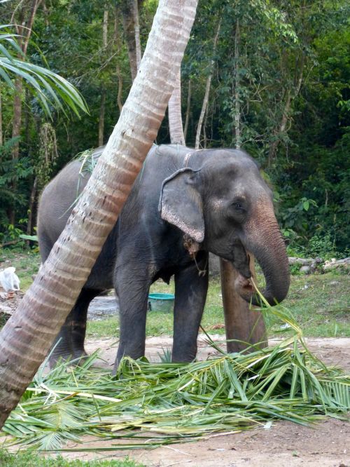 Baby Elephant