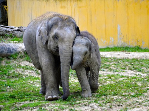 baby elephants  elephant  elephants