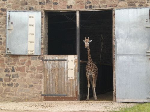 baby giraffe giraffe zoo