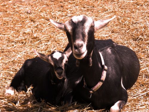 baby goat goat farm