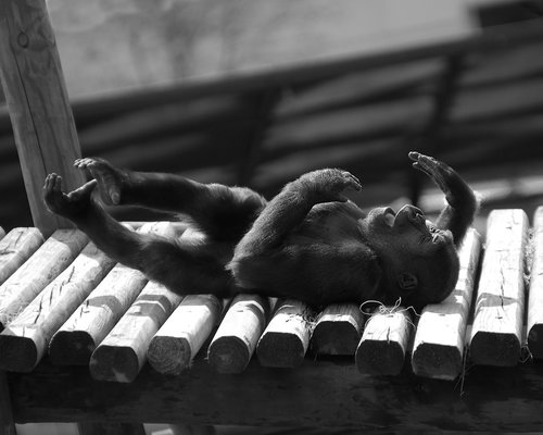 baby gorilla lying down  black and white  zoo