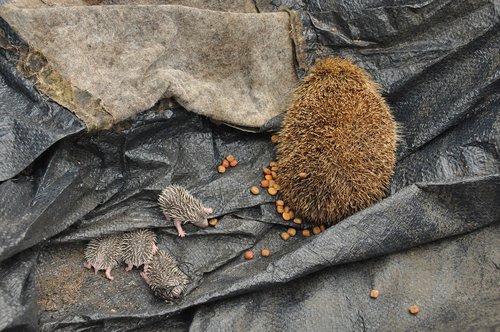 baby hedgehogs  birth  scope