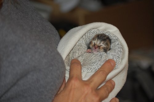 baby kitten  hug