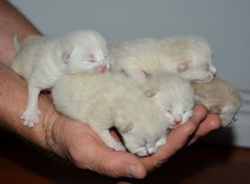 baby kittens kittens baby cat