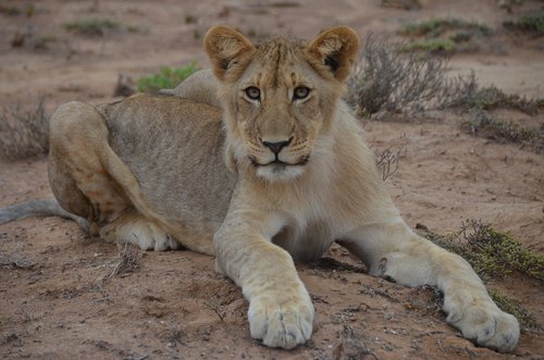 baby lion  south africa  lion