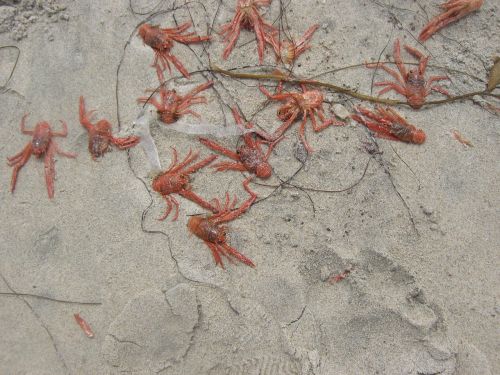 baby lobsters lobsters sand