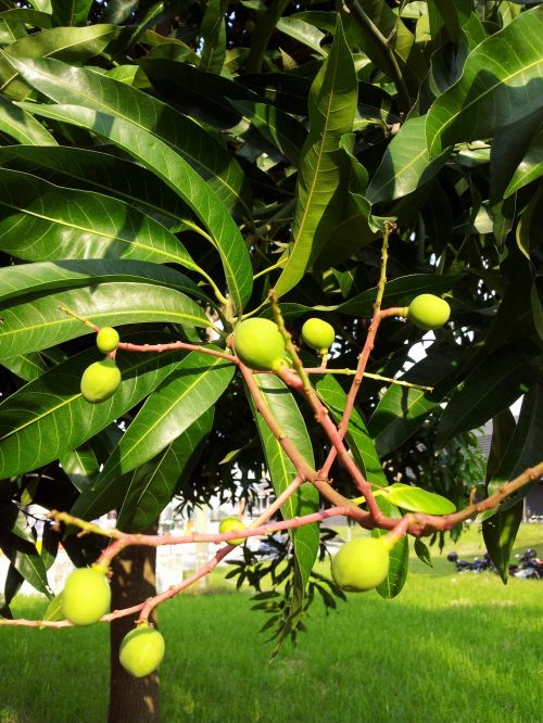 Baby Mango On The Tree 3