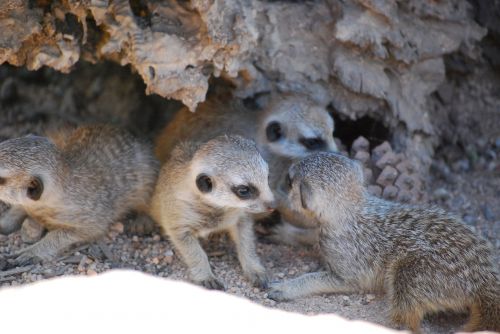 Baby Meerkats