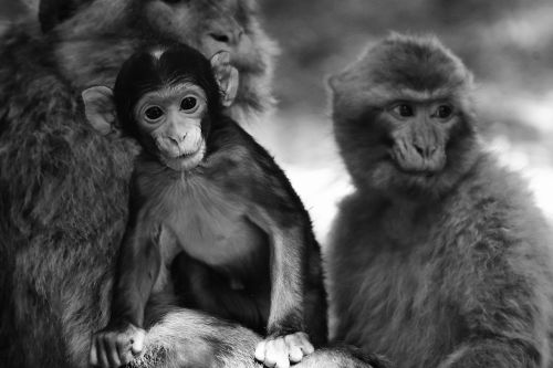 baby monkey barbary ape endangered species