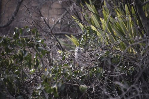 Baby Night Heron