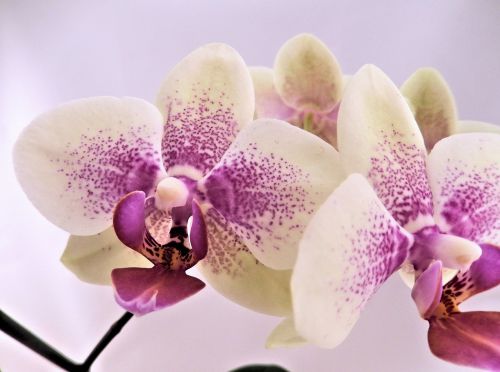 baby orchids pink winter orchid
