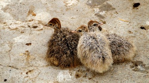 baby ostrich animals birds