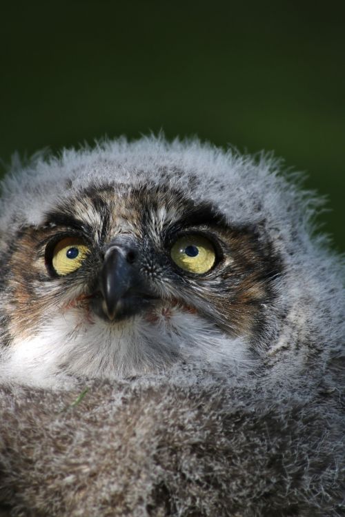 baby owl eyes cute