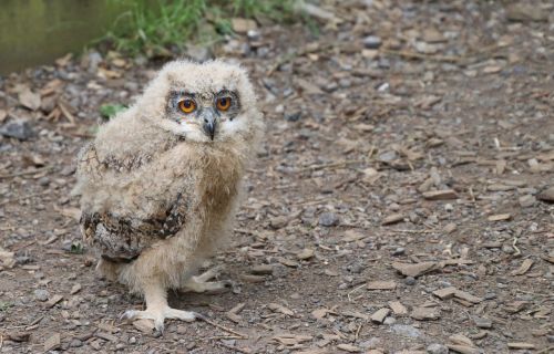 baby owl eagle owl bird