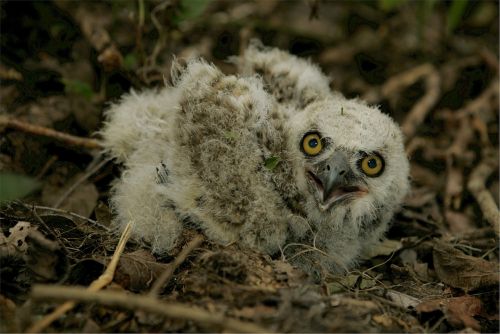 baby owl great horned young