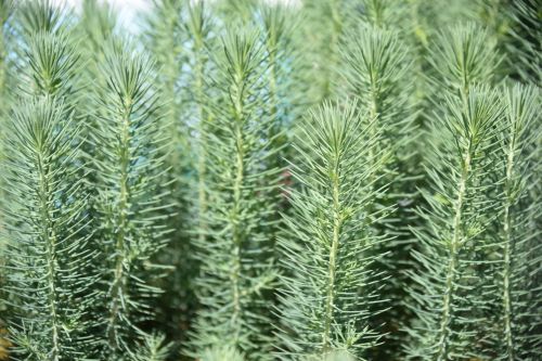 Baby Pine Tree  Plants