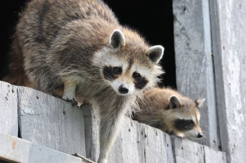 baby raccoon wildlife wild