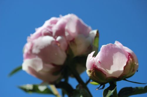 baby rose peony blossom