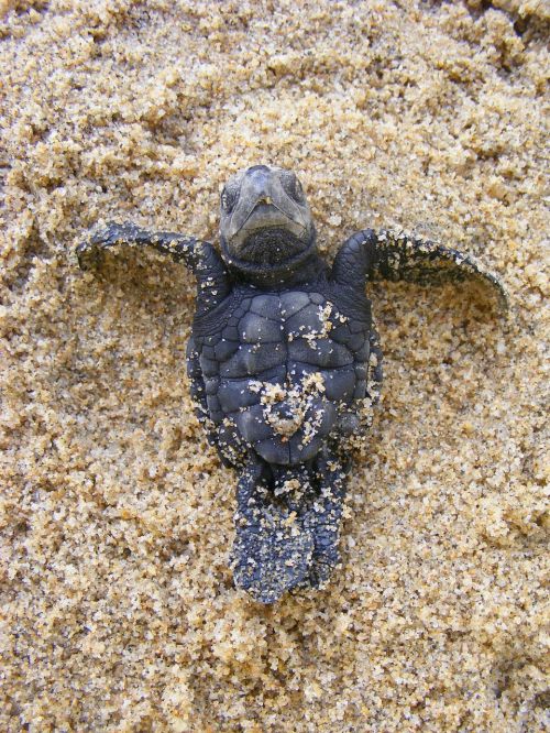 baby sea turtle olive ridley turtle baby