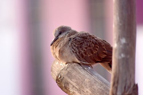 Baby Spotted Dove