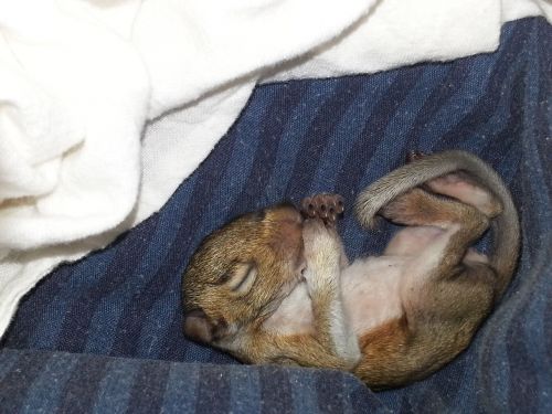 baby squirrel newborn squirrel squirrel