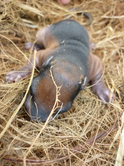 Baby Squirrel