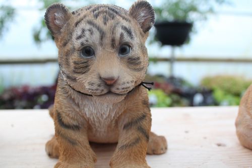 baby tiger tiger baby