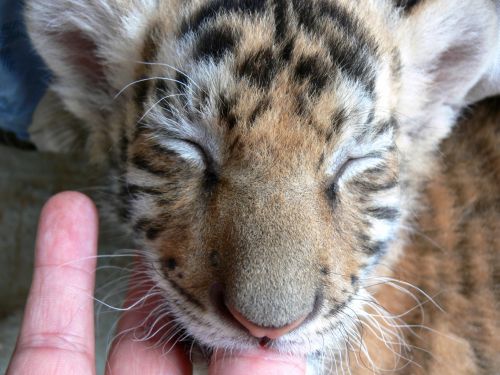 Baby Tiger Sucking Finger