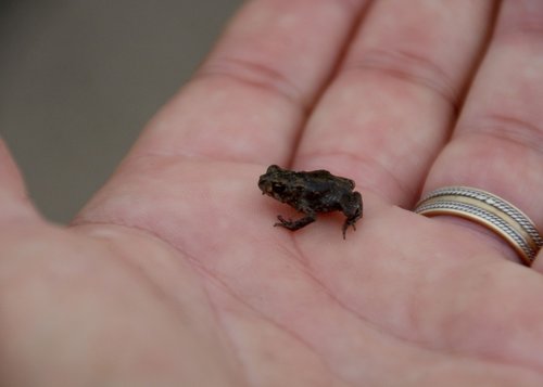 baby toad  tiny  macro