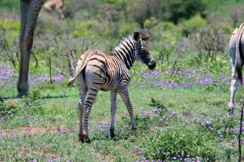 Baby Zebra With Game