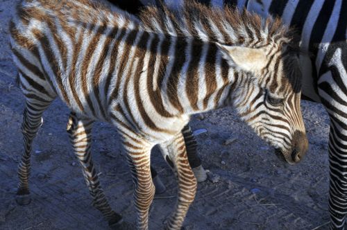 Baby Zebra