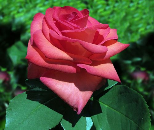baccara rose rose floribunda