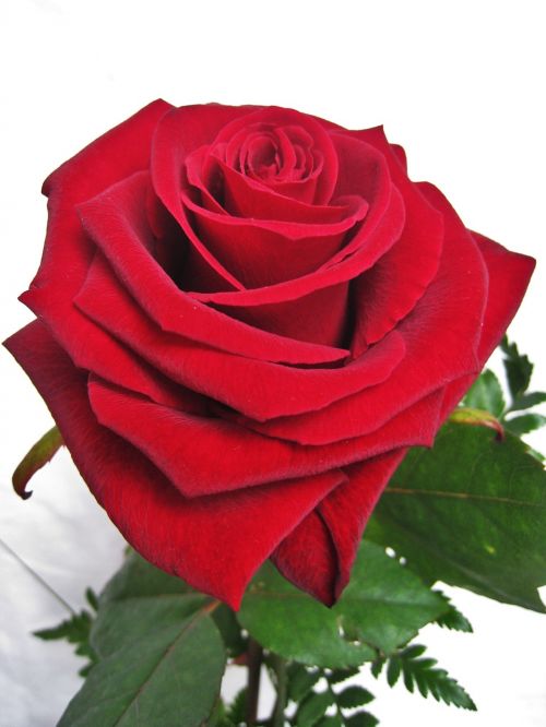 baccarat rose the love flower rose