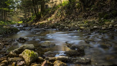 bach forest water