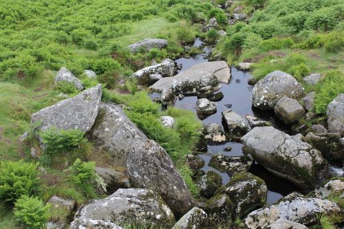 bach stones meadow