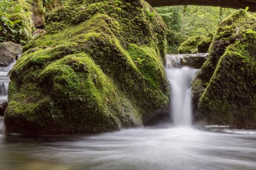 bach water nature