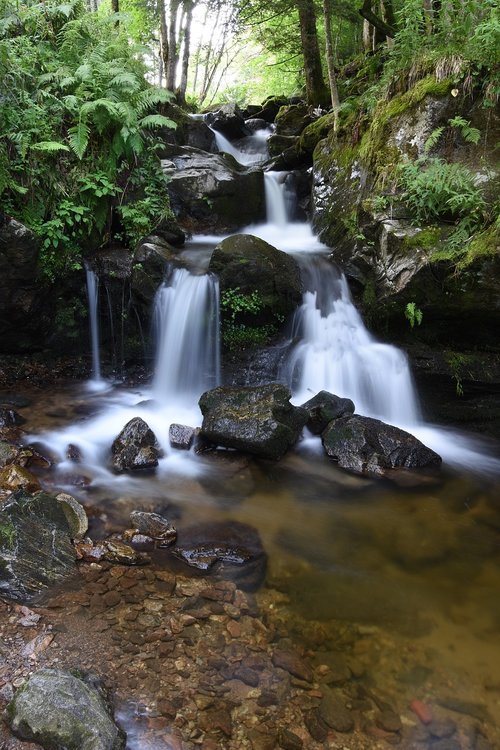 bach  black forest  water