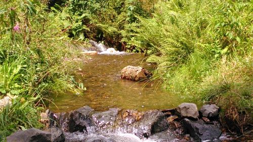 bach water running nature