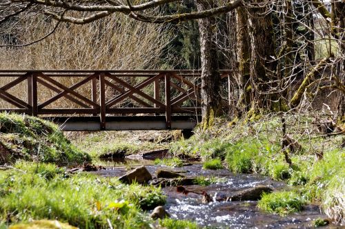 bach water forest