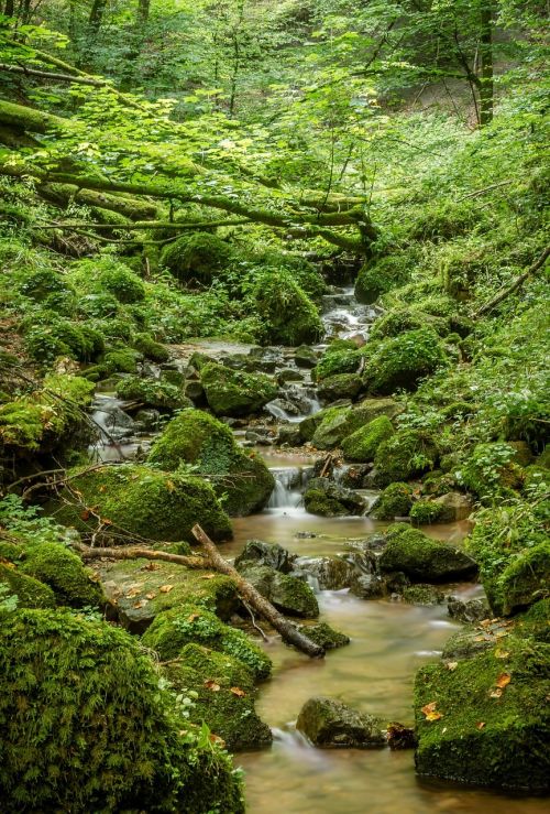 bach valley forest