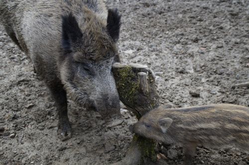 bache launchy wild boars