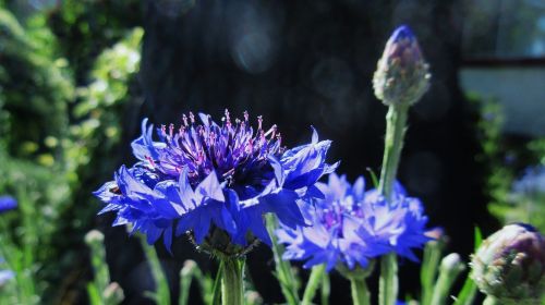 bachelor button blue flower garden