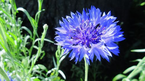 bachelor button blue flower garden