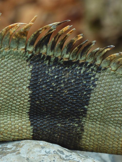 back comb green iguana iguana