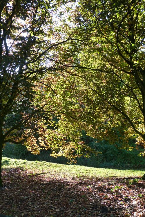 back light trees landscape