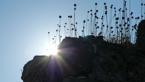 back light silhouette plant