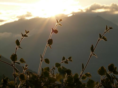 back light mountain plant