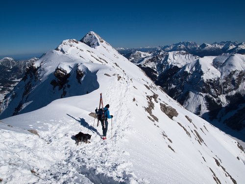 backcountry skiiing  dog  mountains